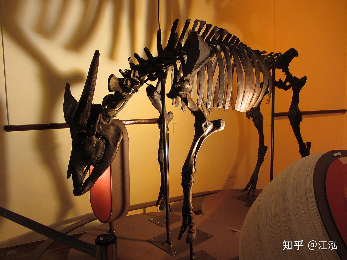 考古学者揭示东亚地区家牛演化史