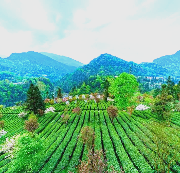 峨眉山A：拟设立全资子公司峨眉雪芽茶业