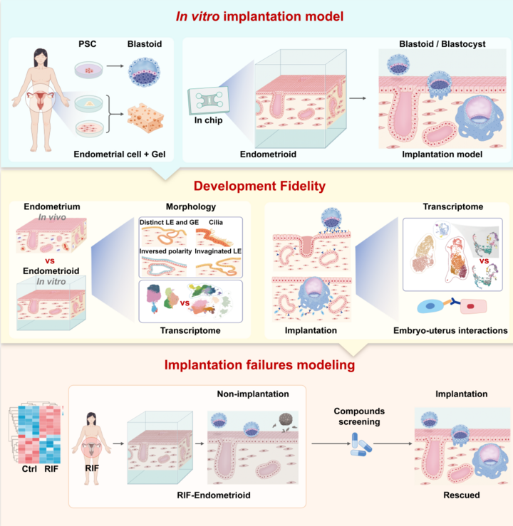科学与健康｜点亮希望！新技术有望探明胚胎移植失败原因