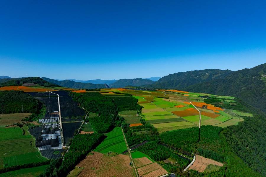 云南禄劝中药材种植面积逾17万亩 赋能乡村振兴