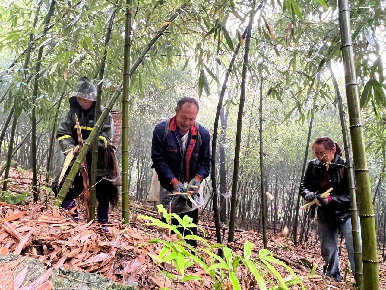 双枪科技:推动竹产业结构调整与升级