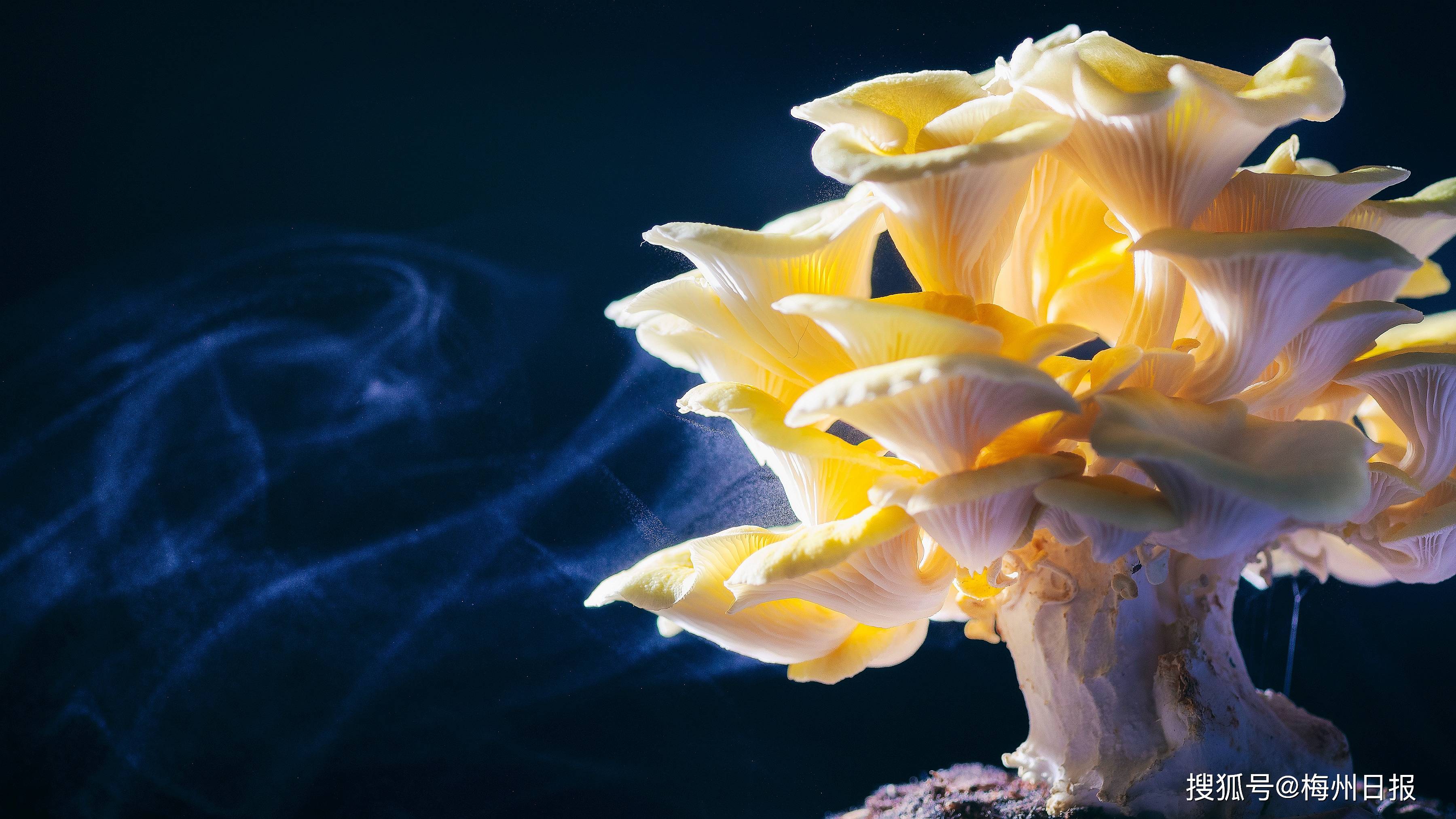 微距镜头下成熟的榆黄菇自带梦幻虹彩