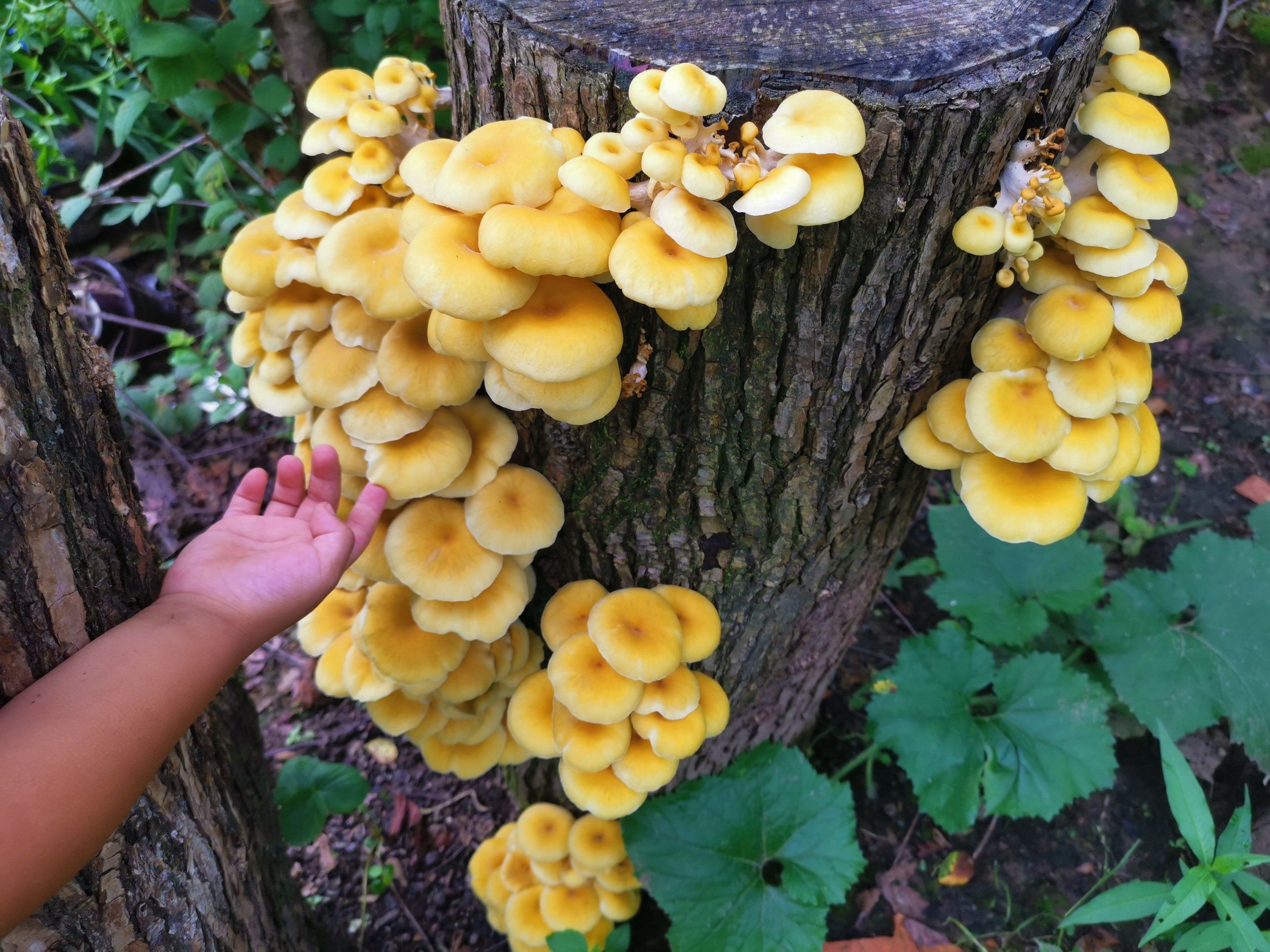 微距镜头下成熟的榆黄菇自带梦幻虹彩