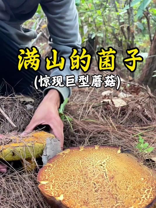 远古“巨型蘑菇”可能属于未知的生物门类