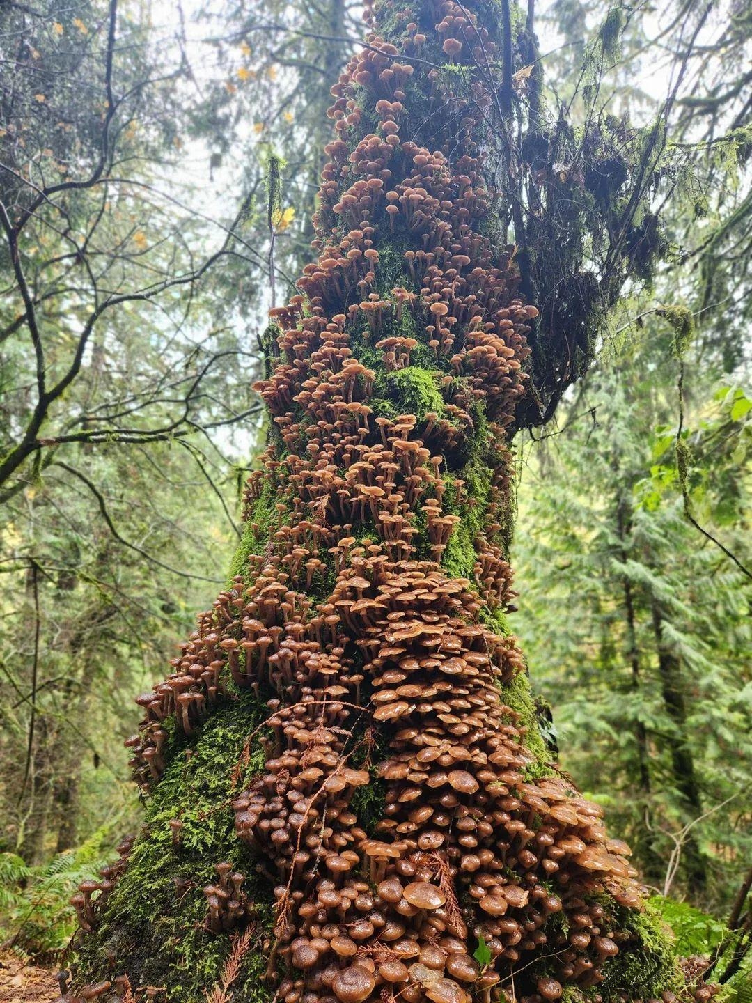 远古“巨型蘑菇”可能属于未知的生物门类
