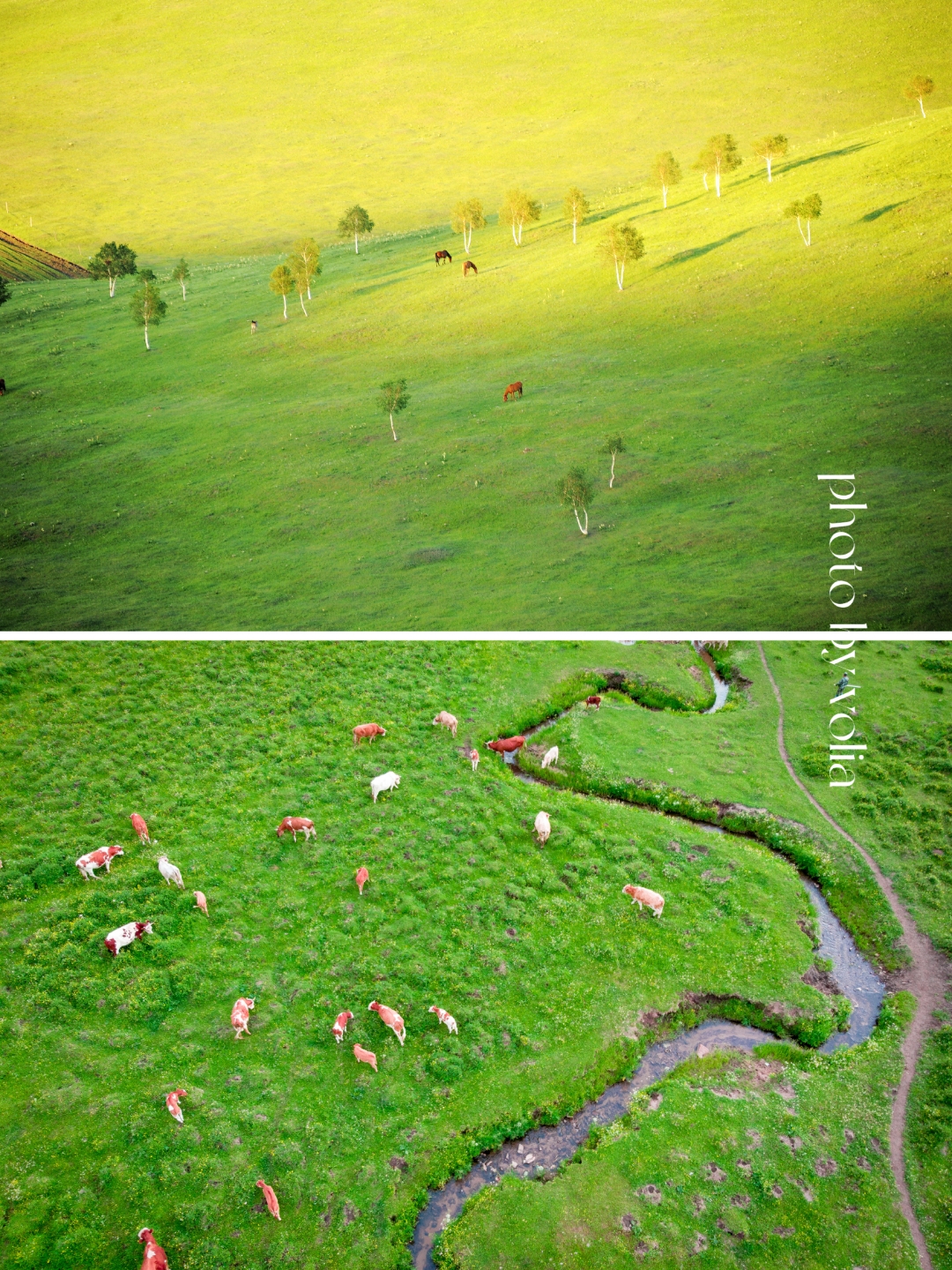 青海海北:草场、林地生态管护率达100%