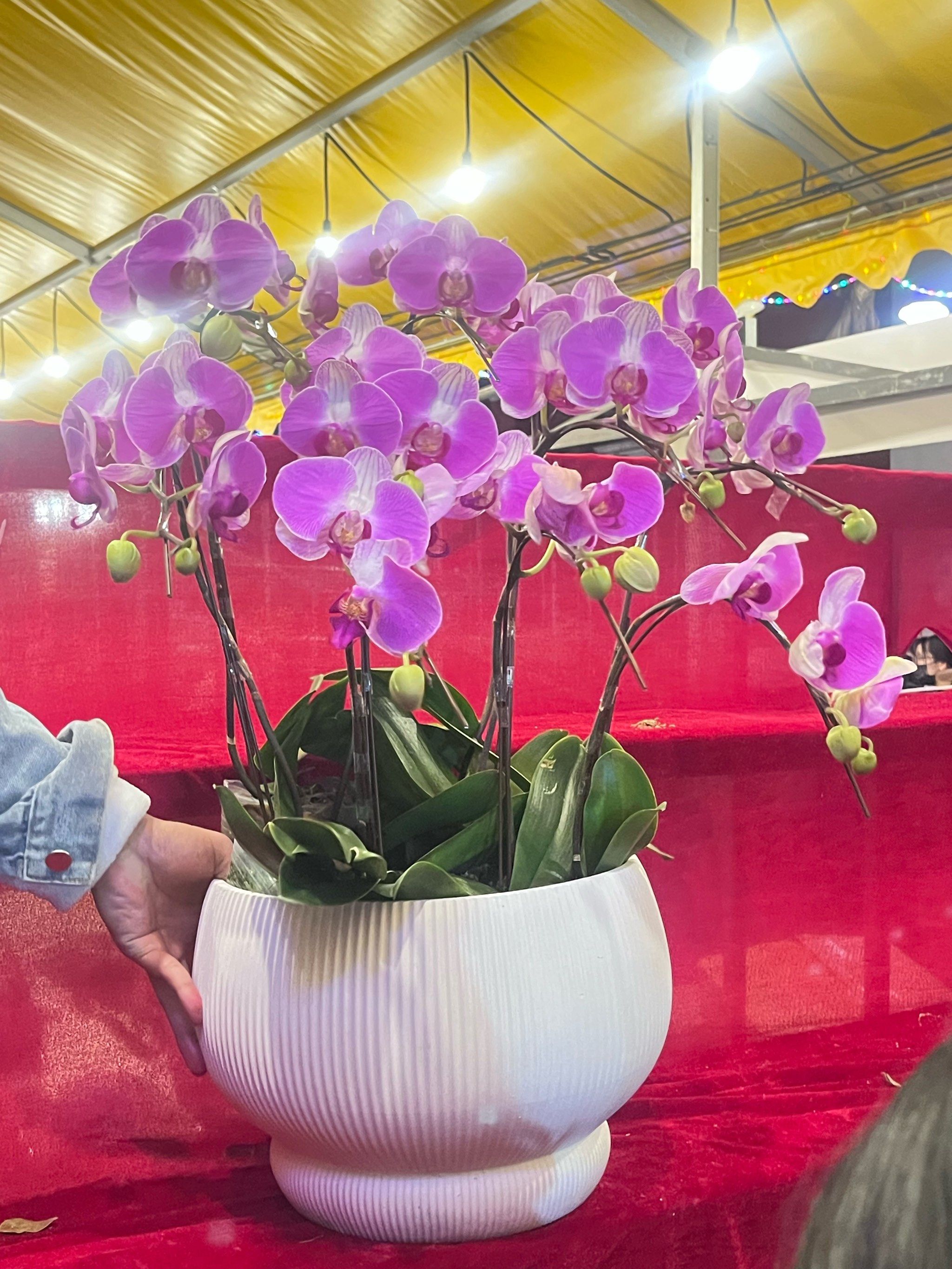 （新春见闻）潮商圈解锁“新”年味 年轻人扎堆花样过节