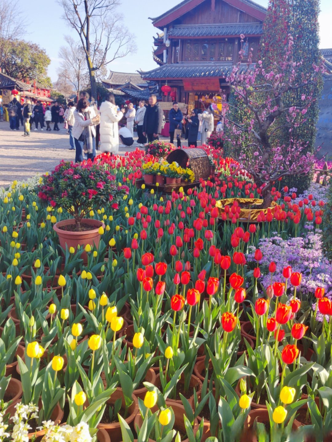 (新春走基层)桂林訾洲郁金香盛放 花海迎春年味浓