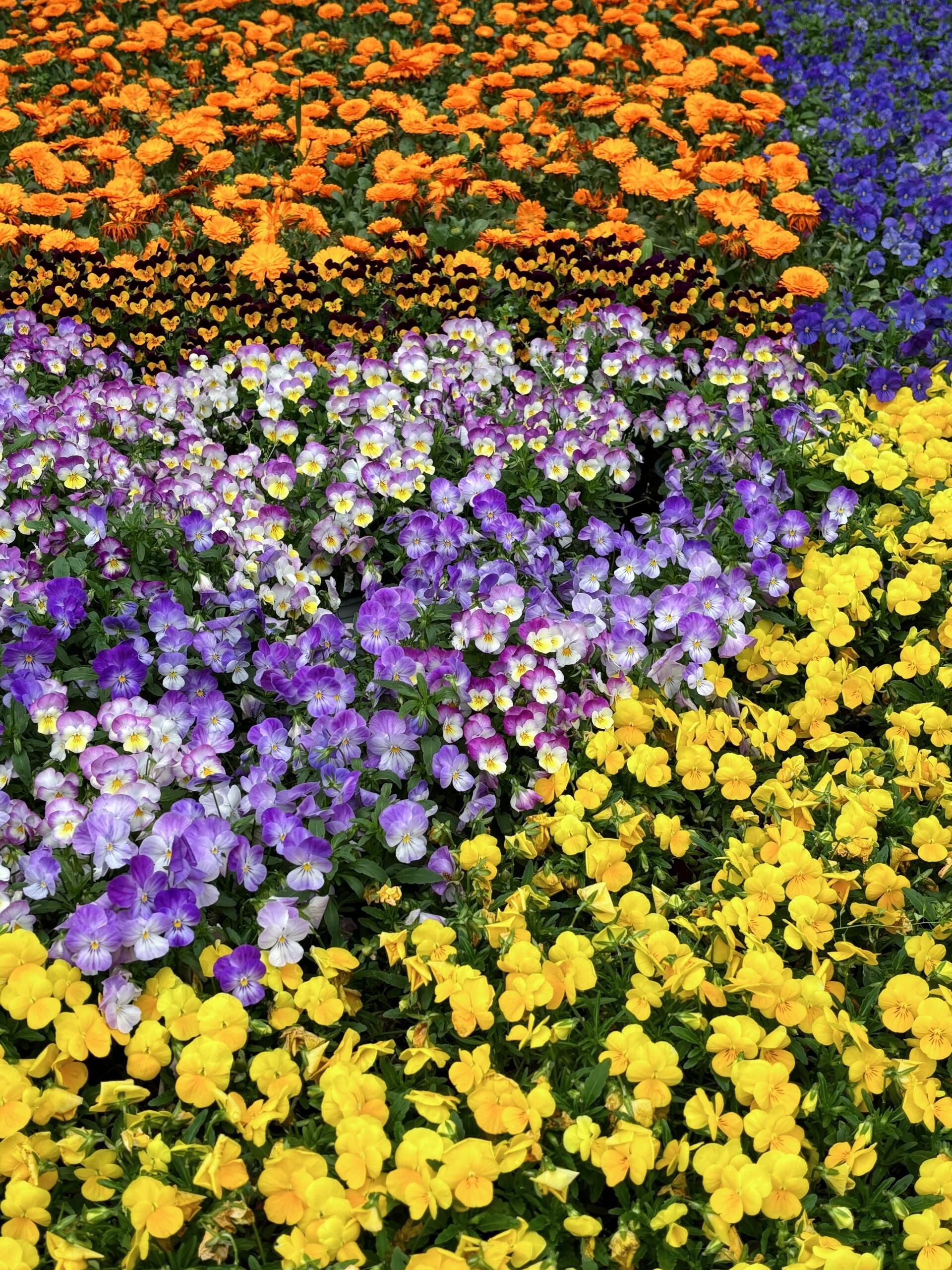 (新春走基层)桂林訾洲郁金香盛放 花海迎春年味浓