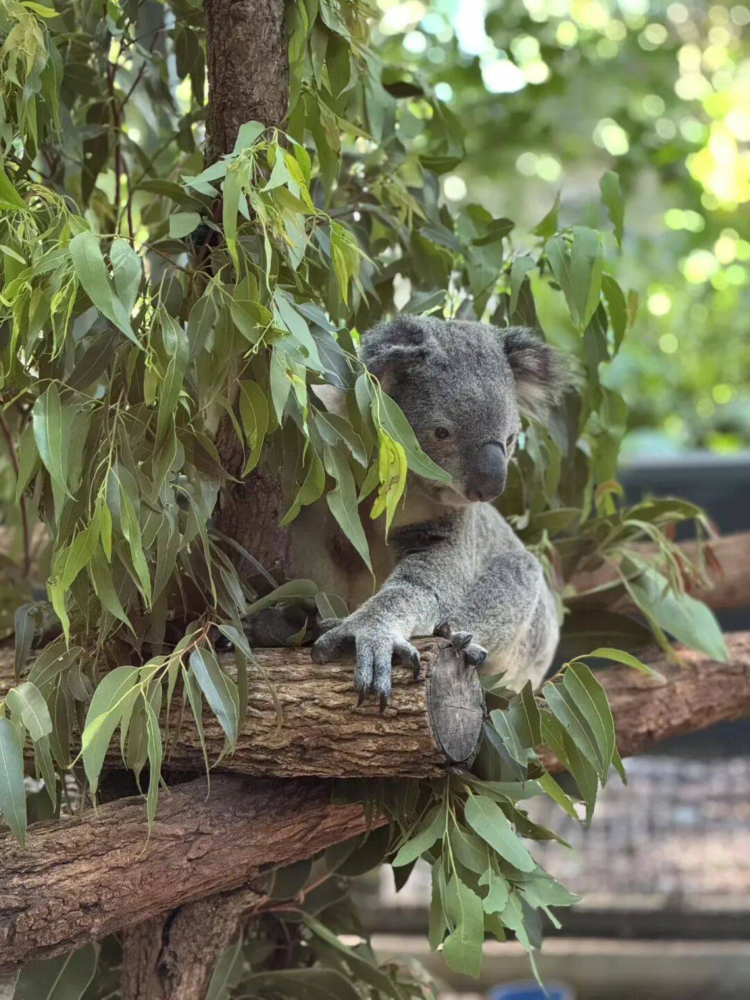 澳大利亚大熊猫饲养员:“星秋”和“怡兰”是我们的家人