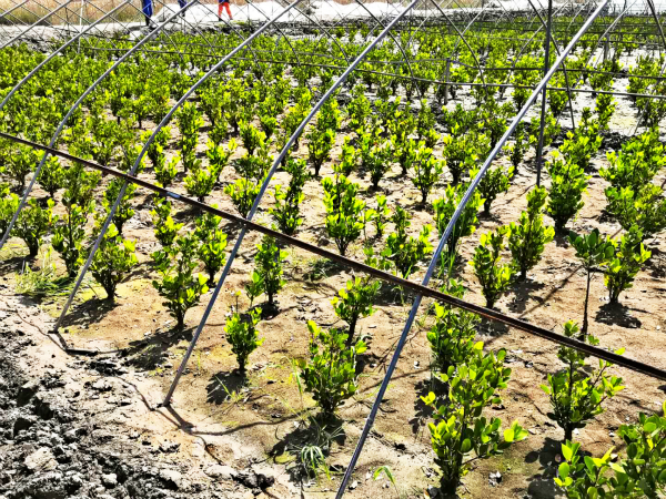 未来“绿色电池”长啥样?我国科研团队给出答案