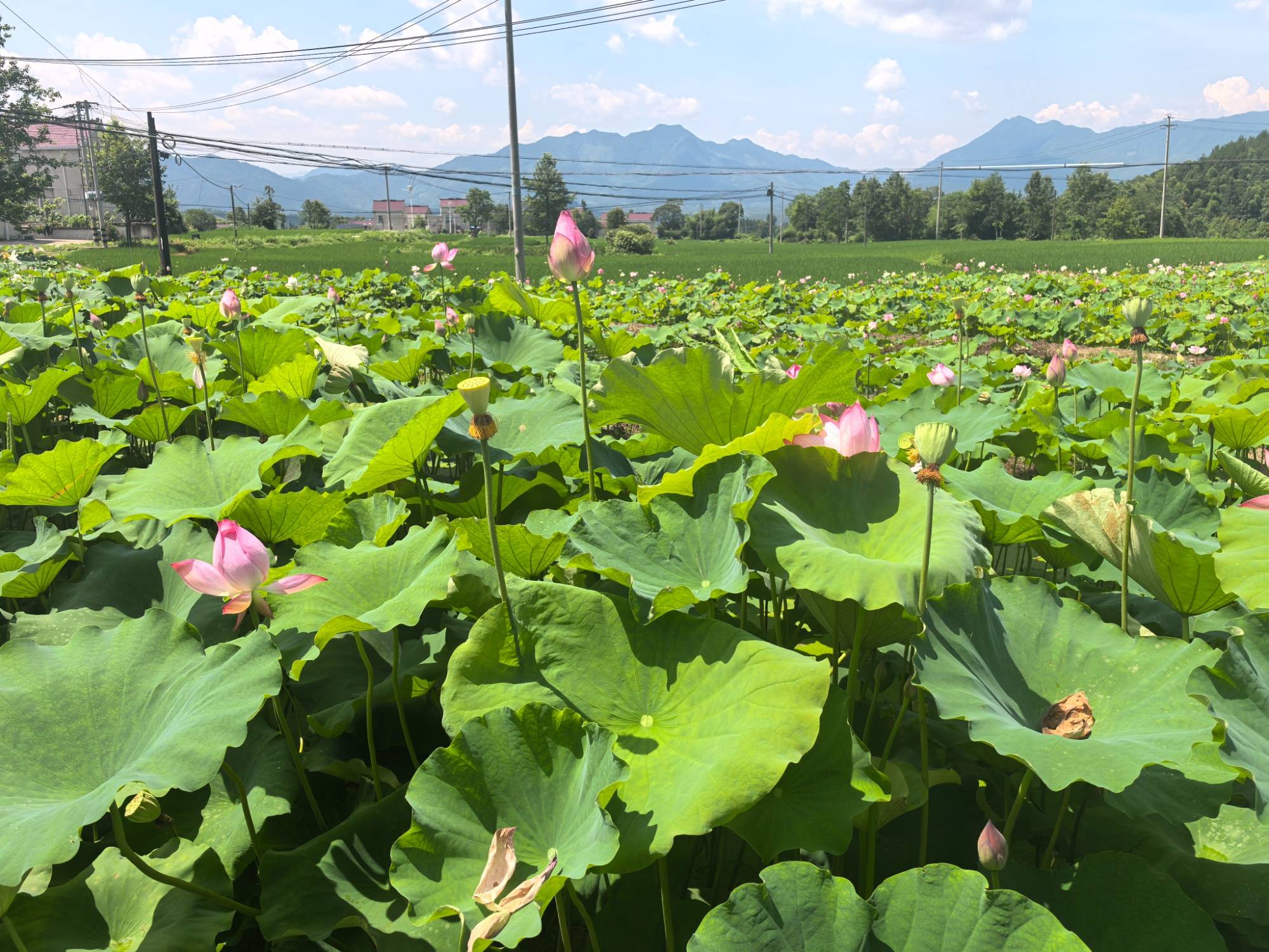 （新春走基层）山西长子：小豆子“变身”大产业 豆制品厂激活乡村发展动能