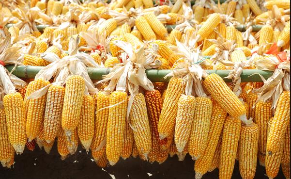 四川今年将确保粮食产量稳定在730亿斤以上