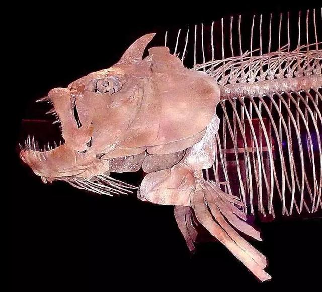 “从鱼到人”再添新证！我国发现早期硬骨鱼类化石