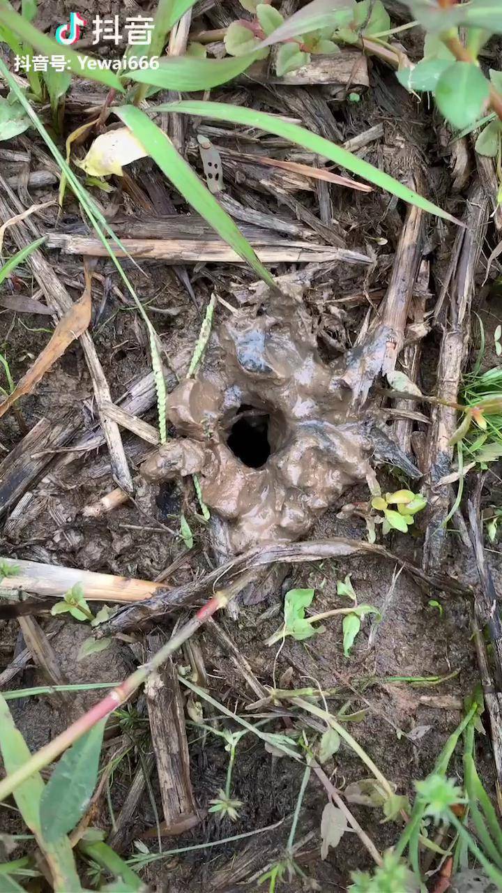 AI “养龙虾” 走红,官方提示:警惕安全风险