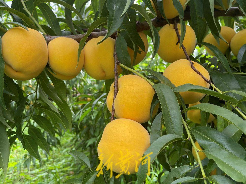 （乡村行・看振兴）果园剪枝正当时 江西万年春管绘就新“丰”景