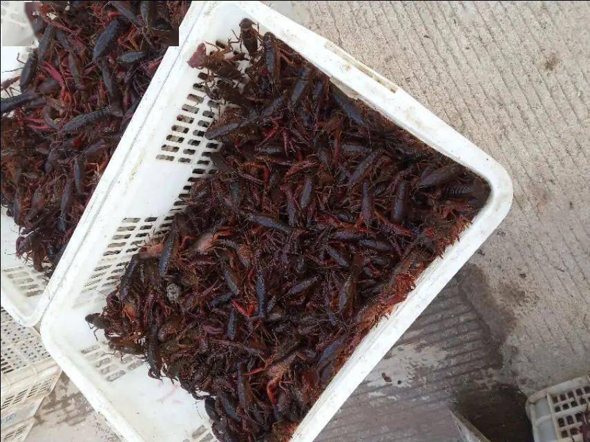 “养龙虾”热潮之下，如何守好安全底线？