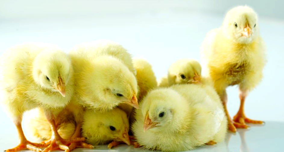 核心鸡板块受挫，益生股份去年扣非净利骤降66%，业务结构失衡风险加剧