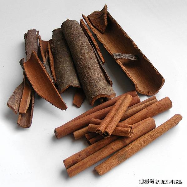 保险有温度,人保服务_2026年中国肉桂产业深度观察：从传统香料到高价值产业链的跃迁