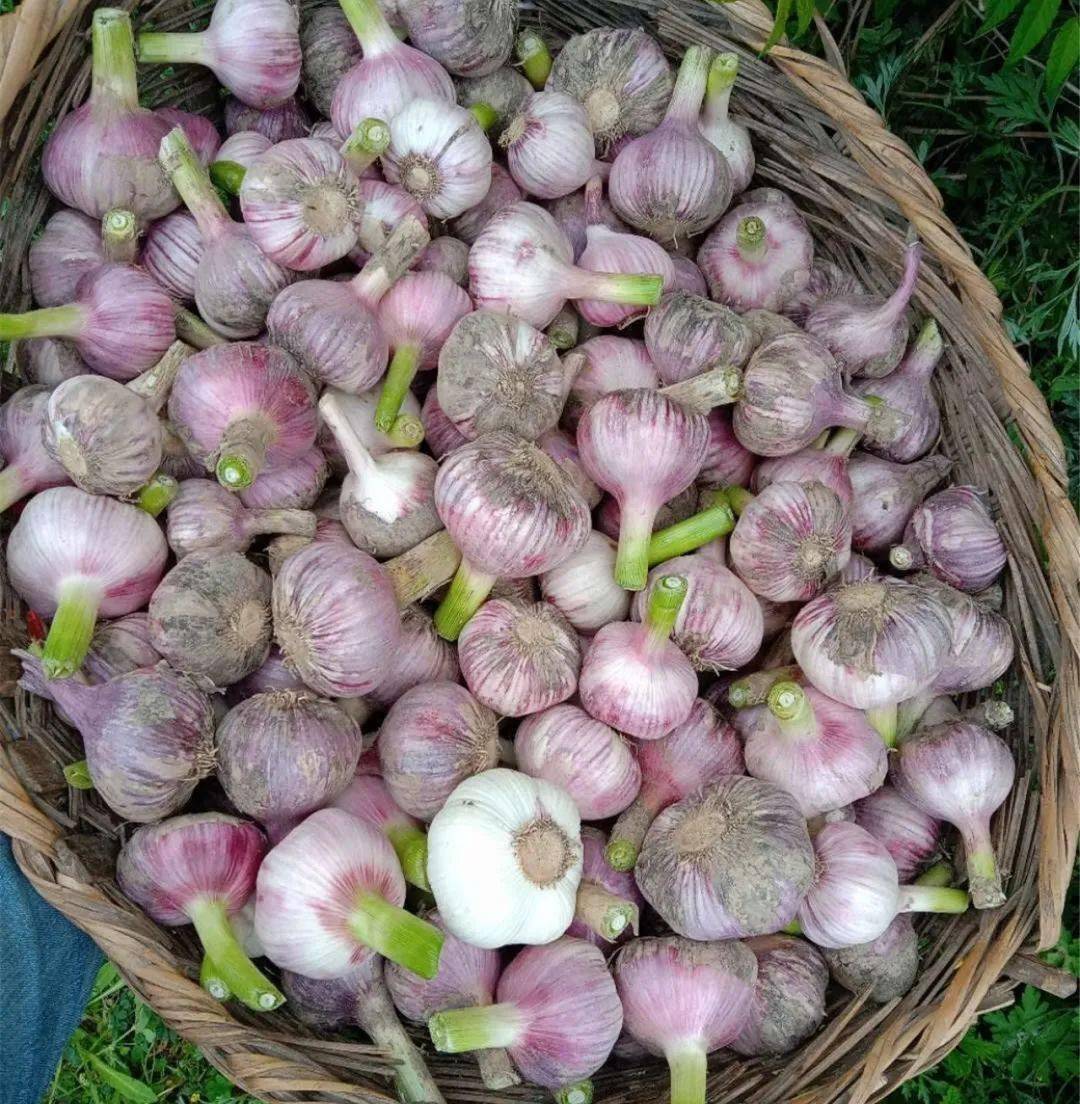 “一地双收”加“一蒜多链” 阿什河畔念起致富“新‘蒜法’”