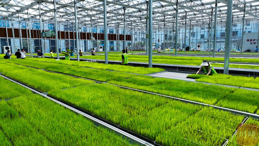 春耕一线观察丨种田“老把式”遇上“新科技”