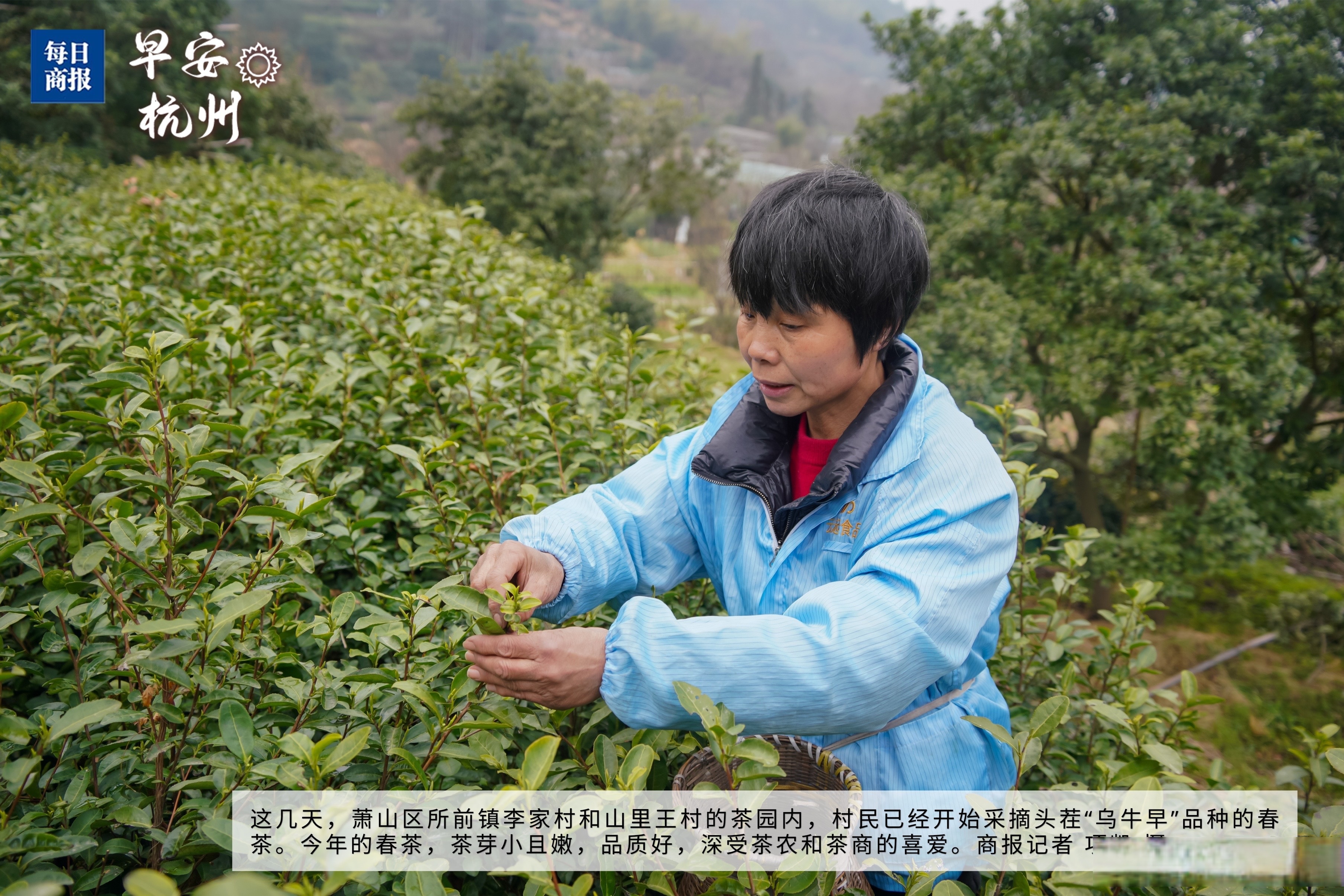 (乡村行・看振兴)贵州沿河千年古茶树迎来开采季