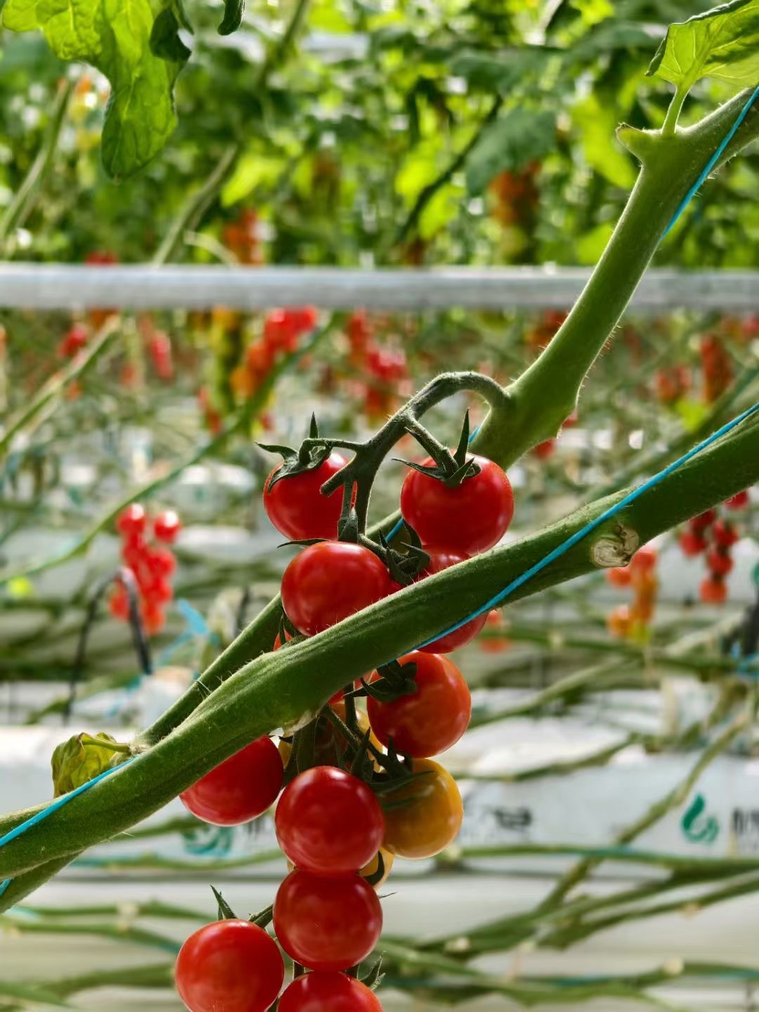 雄安智慧农业春日见闻：北斗定垄、AI种花