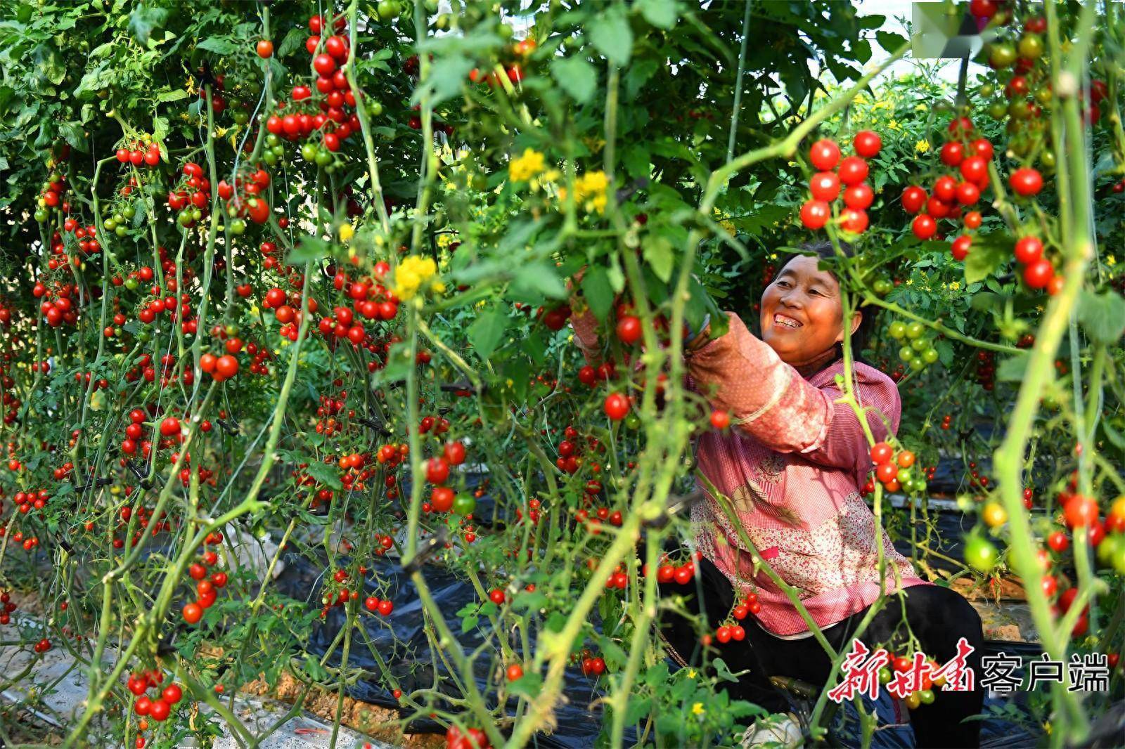 从“六小龙”到“五小凤”：同一根藤上，又一串果