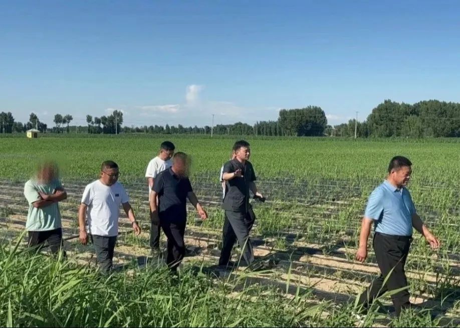 挖婆婆丁、尝鲜春菜 中国北疆“春日经济”从田间火到餐桌